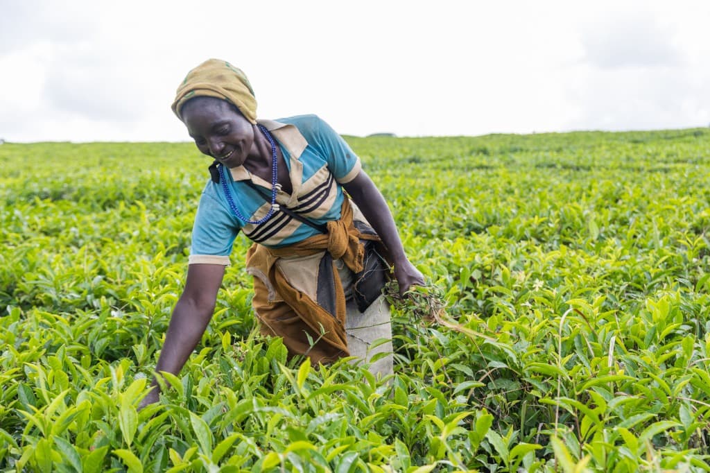 Agricultural production